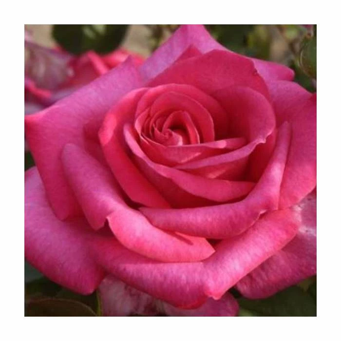 Buxom Beauty' Bush Rose - 4L Pot 1 Buxom Beauty' Bush Rose - 4L Pot
