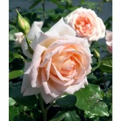 Chandos Beauty | Hybrid Tea Rose -August Plants Shop PL11277 add image 1 ea1c