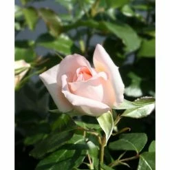 Chandos Beauty | Hybrid Tea Rose -August Plants Shop PL11277 add image 2 e44c