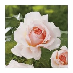 Chandos Beauty | Hybrid Tea Rose -August Plants Shop PL11277 add image 3 49ac