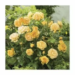 'Absolutely Fabulous' Bush Rose - 4L Pot -August Plants Shop PL11282 add image 1 0e10