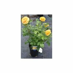 'Absolutely Fabulous' Bush Rose - 4L Pot -August Plants Shop PL11282 add image 2 231f