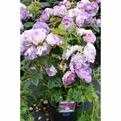 'Blue For You' Bush Rose - 5.5L Pot -August Plants Shop PL11283 add image 1 339b