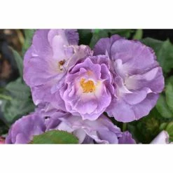 'Blue For You' Bush Rose - 5.5L Pot -August Plants Shop PL11283 add image 2 6f29