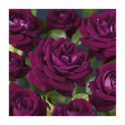 'Burgundy Ice' Bush Rose - 4L Pot -August Plants Shop PL11284 add image 2 f566
