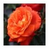 'Super Trouper' Bush Rose - 4L Pot