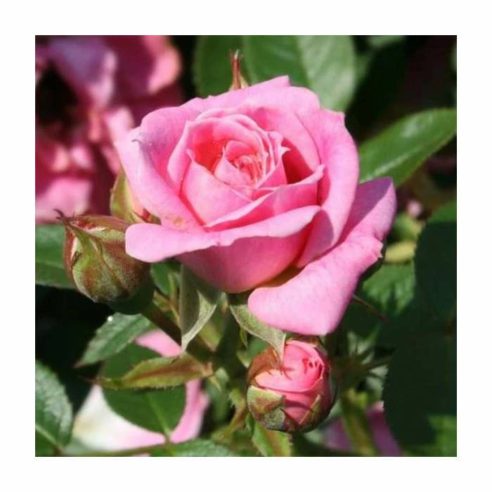 Carefree Days' Patio Rose - 5.5L Pot 1 Carefree Days' Patio Rose - 5.5L Pot