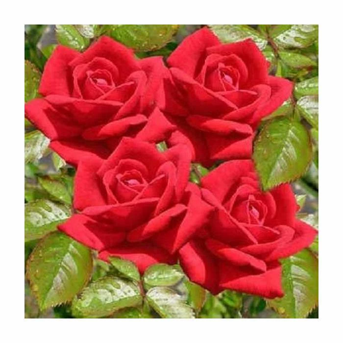 'Love Knot' Climber Rose - 5.5L Pot 2 'Love Knot' Climber Rose - 5.5L Pot - Image 2