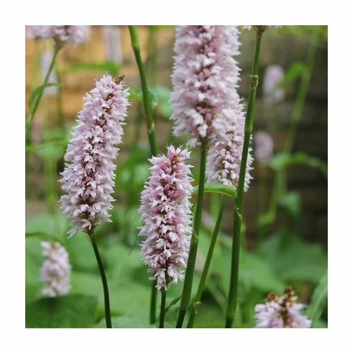Large Red Bistort Persicaria bistorta - 3L Pot 1 Large Red Bistort Persicaria bistorta - 3L Pot