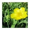 Large Large-Flowered Greater Spearwort Ranunculus lingua 'Grandiflorus - 3L Pot
