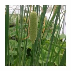 Large Graceful Cattail Typha laxmanii - 3L Pot