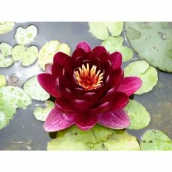 Extra Large Water Lily 'Black Princess' - Nymphaea 'Black Princess' - 30L Pot -August Plants Shop PL1235 add image 1 70d4