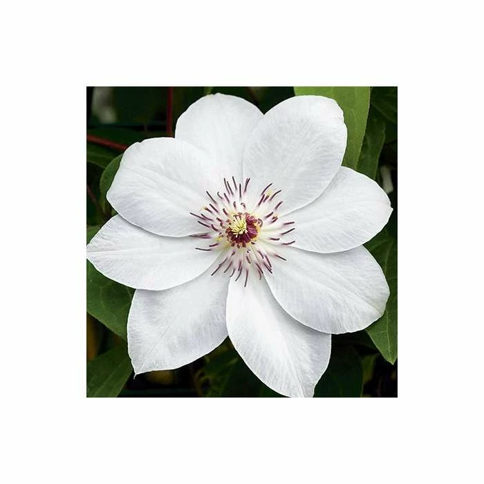 50-90cm Clematis 'Miss Bateman' - 3L Pot 2 50-90cm Clematis 'Miss Bateman' - 3L Pot - Image 2