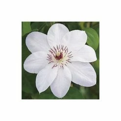 50-90cm Clematis 'Miss Bateman' - 3L Pot 6 50-90cm Clematis 'Miss Bateman' - 3L Pot -August Plants Shop PL13621 add image 2 91d1