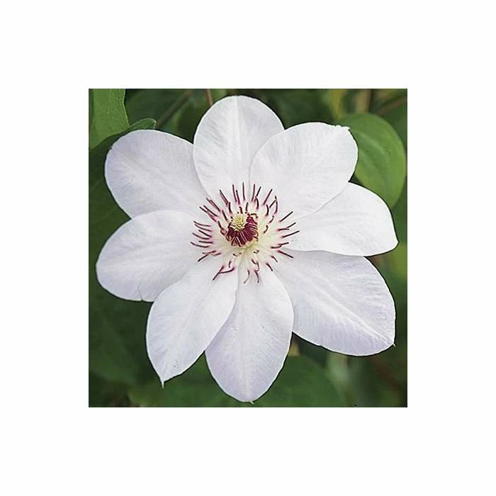 50-90cm Clematis 'Miss Bateman' - 3L Pot 3 50-90cm Clematis 'Miss Bateman' - 3L Pot - Image 3