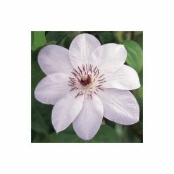 50-90cm Clematis 'Miss Bateman' - 3L Pot 7 50-90cm Clematis 'Miss Bateman' - 3L Pot -August Plants Shop PL13621 add image 3 0a81