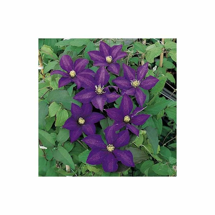 50-90cm Clematis 'Daniel Deronda' - 3L Pot 2 50-90cm Clematis 'Daniel Deronda' - 3L Pot - Image 2