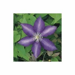 50-90cm Clematis 'Daniel Deronda' - 3L Pot 7 50-90cm Clematis 'Daniel Deronda' - 3L Pot -August Plants Shop PL13628 add image 2 a5e2