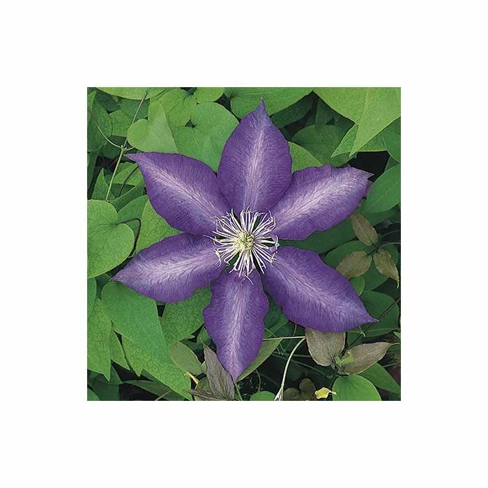 50-90cm Clematis 'Daniel Deronda' - 3L Pot 3 50-90cm Clematis 'Daniel Deronda' - 3L Pot - Image 3