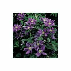 50-90cm Clematis 'Daniel Deronda' - 3L Pot 8 50-90cm Clematis 'Daniel Deronda' - 3L Pot -August Plants Shop PL13628 add image 3 c89c