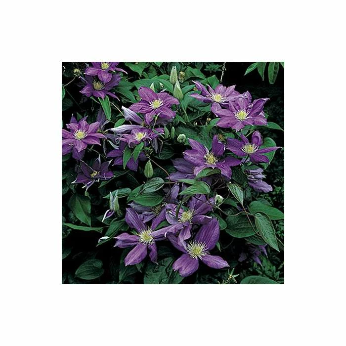 50-90cm Clematis 'Daniel Deronda' - 3L Pot 4 50-90cm Clematis 'Daniel Deronda' - 3L Pot - Image 4