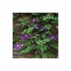 50-90cm Clematis 'Daniel Deronda' - 3L Pot 9 50-90cm Clematis 'Daniel Deronda' - 3L Pot -August Plants Shop PL13628 add image 4 dab3