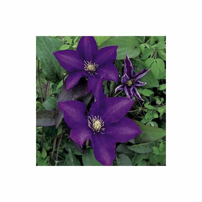 50-90cm Clematis 'Daniel Deronda' - 3L Pot 1 50-90cm Clematis 'Daniel Deronda' - 3L Pot