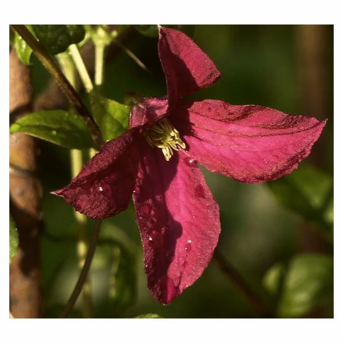 50-90cm Clematis 'Niobe' - 3L Pot 1 50-90cm Clematis 'Niobe' - 3L Pot