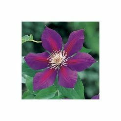 Clematis 'Anna-Louise' (Evithree™) - 2.5L Pot