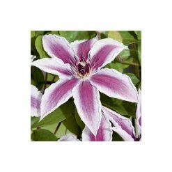 Clematis 'Pamina' - 2.5L Pot -August Plants Shop PL13634 add image 2 6b41