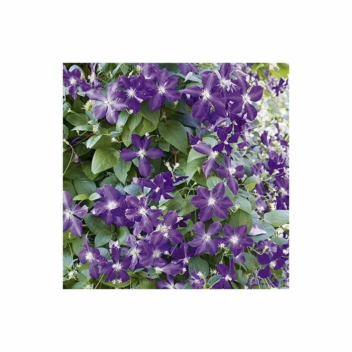 50-90cm Clematis Jackmanii - 3L Pot 3 50-90cm Clematis Jackmanii - 3L Pot - Image 3