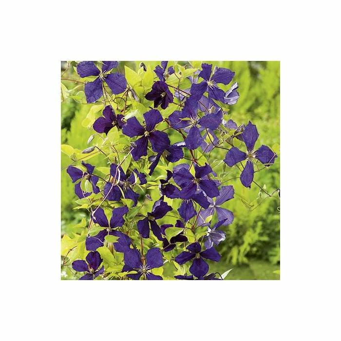 50-90cm Clematis Jackmanii - 3L Pot 1 50-90cm Clematis Jackmanii - 3L Pot