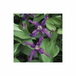50-90cm Clematis 'Petit Faucon' - 3L Pot -August Plants Shop PL13641 add image 2 f8ef