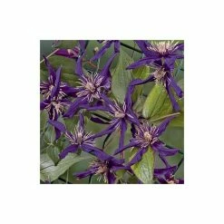 50-90cm Clematis 'Petit Faucon' - 3L Pot -August Plants Shop PL13641 add image 3 386d