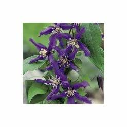 50-90cm Clematis 'Petit Faucon' - 3L Pot -August Plants Shop PL13641 add image 4 6e2f