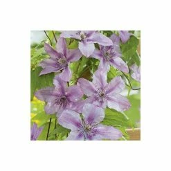 50-90cm Clematis 'Hagley Hybrid' - 3L Pot -August Plants Shop PL13646 add image 2 0709