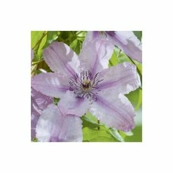 50-90cm Clematis 'Hagley Hybrid' - 3L Pot -August Plants Shop PL13646 add image 3 0dc8