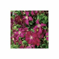 50-90cm Clematis Madame Julia Correvon (C) | 3L Pot | Clematis Viticella 9 50-90cm Clematis Madame Julia Correvon (C) | 3L Pot | Clematis Viticella -August Plants Shop PL13648 add image 2 014c