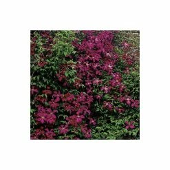 50-90cm Clematis Madame Julia Correvon (C) | 3L Pot | Clematis Viticella 10 50-90cm Clematis Madame Julia Correvon (C) | 3L Pot | Clematis Viticella -August Plants Shop PL13648 add image 3 8ab0