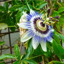 Blue Passion Flower | Passiflora Caerulea -August Plants Shop PL13657 add image 2 98cb