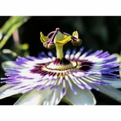 Blue Passion Flower | Passiflora Caerulea -August Plants Shop PL13657 add image 3 3a25