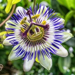 Blue Passion Flower | Passiflora Caerulea