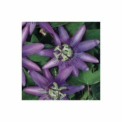 2-3ft Passiflora Amethyst 'Lavender Lady' | 3L Pot | -August Plants Shop PL13661 add image 1 0f3c