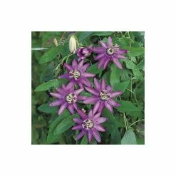 2-3ft Passiflora Amethyst 'Lavender Lady' | 3L Pot | -August Plants Shop PL13661 add image 2 bdaf