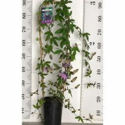 2-3ft Passiflora Amethyst 'Lavender Lady' | 3L Pot | -August Plants Shop PL13661 add image 3 a8b8
