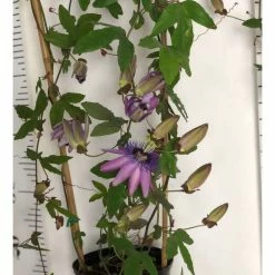2-3ft Passiflora Amethyst 'Lavender Lady' | 3L Pot | -August Plants Shop PL13661 add image 4 d134
