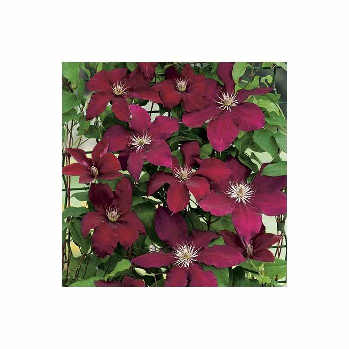 50-90cm Clematis 'Rebecca' - 3L Pot 2 50-90cm Clematis 'Rebecca' - 3L Pot - Image 2