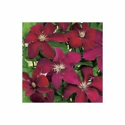 50-90cm Clematis 'Rebecca' - 3L Pot 6 50-90cm Clematis 'Rebecca' - 3L Pot -August Plants Shop PL13662 add image 2 9e2a