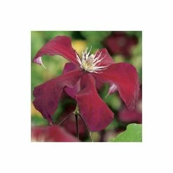50-90cm Clematis 'Rebecca' - 3L Pot 7 50-90cm Clematis 'Rebecca' - 3L Pot -August Plants Shop PL13662 add image 3 203b