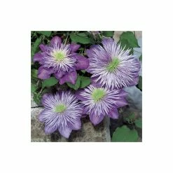 50-90cm Clematis 'Crystal Fountain' - 3L Pot -August Plants Shop PL13663 add image 2 99b0